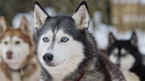El Husky Siberiano Características Y Cuidado Que Debe Hacer Y Que No