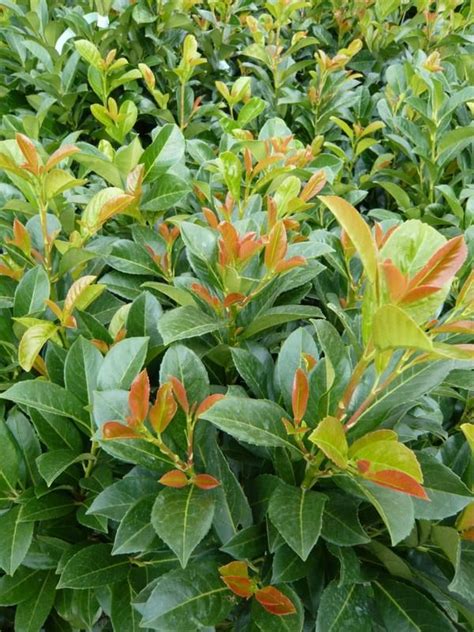Der kirschlorbeer zählt zu den anspruchslosesten gartensträuchern und benötigt während des gartenjahres nur wenig aufmerksamkeit. Prunus laurocerasus Etna / Kirschlorbeer Etna ...
