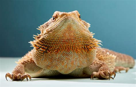 When your pet bearded dragon is young, another way to tell their age is to determine when. Droopy Eye Bearded Dragon / Why Your Bearded Dragon Might ...