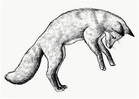 21 Cute Fox Drawing Easy Rumah Idaman