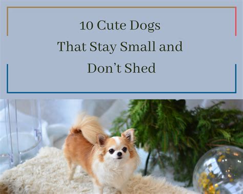 No Mess No Fuss Small Cute Dogs That Dont Shed Perfect For Allergy