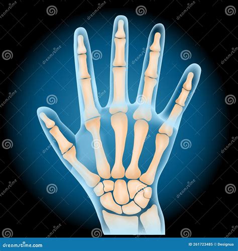 Carpal Bones X Ray Blue Realistic Palm On Dark Background Stock Vector