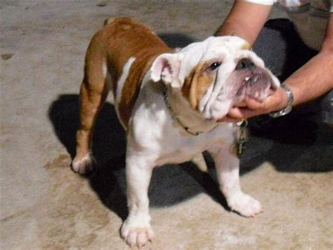 English Bulldog Male For Sale For Sale Adoption In India