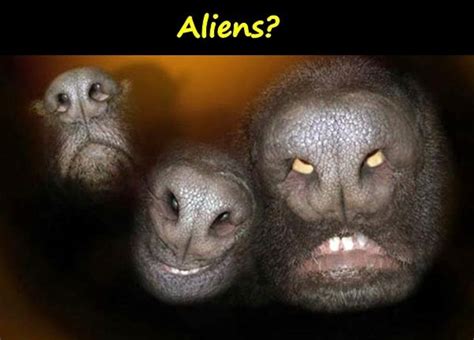 Aliens Happy Funny Pics Humor Aliens Funny Memes