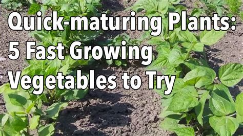 So how do we make money? Quick-maturing Plants: 5 Fast Growing Vegetables to Try ...
