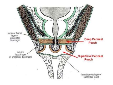 section through deep perineal space and urogenital diaphragm | Gross