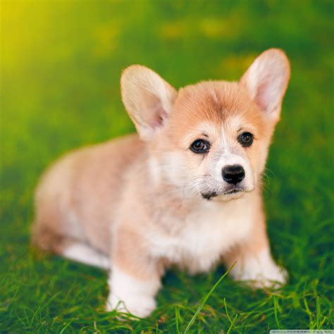 If you have one of your own you'd like to share, send it to us and we'll be happy to include it on our website. Corgi Puppies Wallpaper (54+ images)