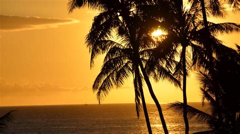 Download Wallpaper 1920x1080 Palm Trees Silhouettes Sea Tropics