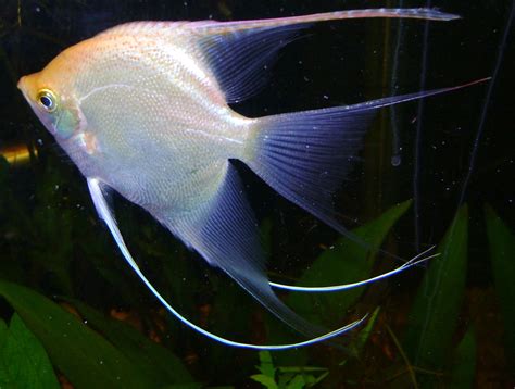 18 Different Types Of Angelfish To Consider For Your Next Freshwater