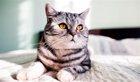 El 20 de febrero se instituyó el día internacional del gato luego que socks el famoso gato de bill clinton, ex presidente de los. Estos son algunos de los gatos más millonarios del mundo