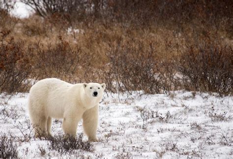 Polar Bears High And Low In Churchill Churchill Polar Bears