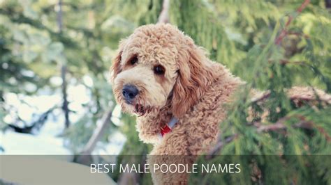 Ultimate List Of The Top 1000 Poodle Dog Names Standard