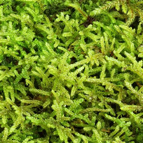 It's important to ensure that your moss gets enough access to sunlight allowing it to photosynthesise and generate the sugars it needs to grow. MOSS: Providing Year-round Green Solutions for Erosion ...
