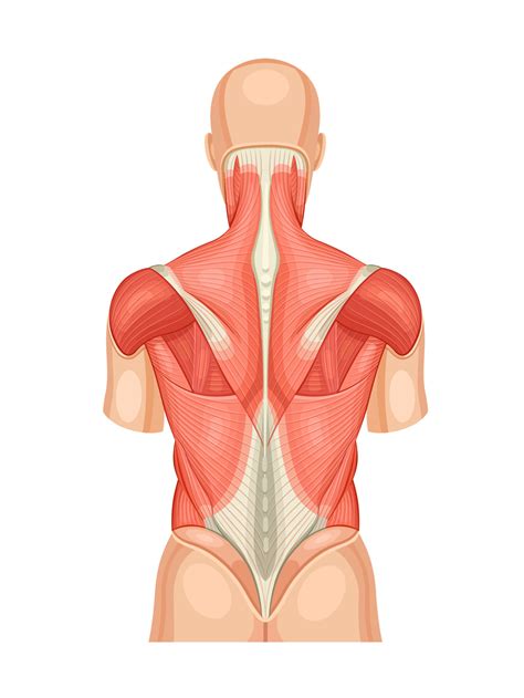 Back Muscles Educational Anatomical Diagram Posterior Model Of Human