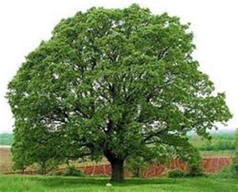It is a member of the chalcogen group in the periodic table, a highly reactive nonmetal, and an oxidizing agent that readily forms oxides with most elements as well as with other compounds. How much oxygen does one tree produce? on emaze