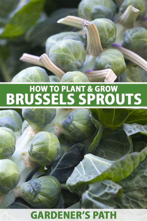 How To Plant And Grow Brussels Sprouts Gardeners Path