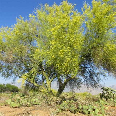 Tree Availability Tucson Clean And Beautiful Inc Windmill