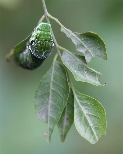 Cocoon On Leaf Close Up Photography Plant Leaves Style Inspiration