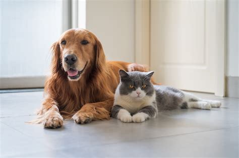 Cat Becomes A Dog By Copying Its Behavior In Adorable Video