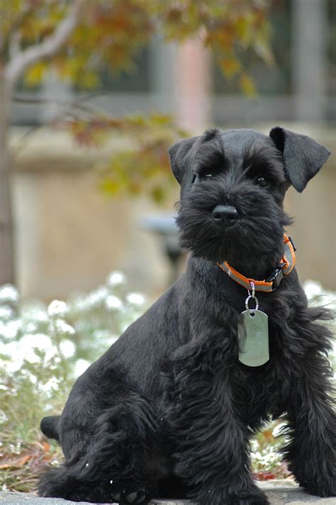 Love A Black Schnauzer Reminds Me Of My General Black Mini Schnauzer Mini Schnauzer Puppies