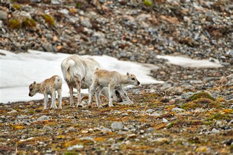 Travel4pictures Svalbard Reindeer Ii 06 2018