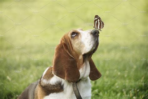 Cute Dog And Butterfly ~ Animal Photos ~ Creative Market