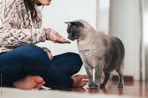 Young Woman Feeding Her Cute Cat At Home By Stocksy Contributor