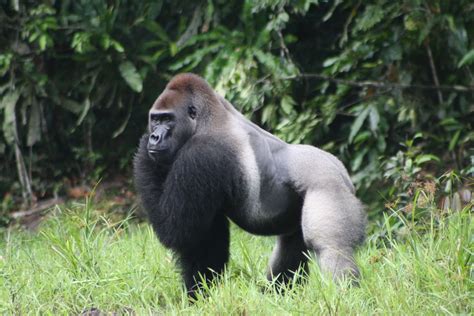 Espécies De Gorila Mais Fortes O Gorila Mais Forte As Espécies Mais