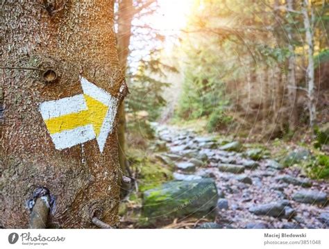 Hiking Trail Marker On A Tree In Mountain Forest A Royalty Free