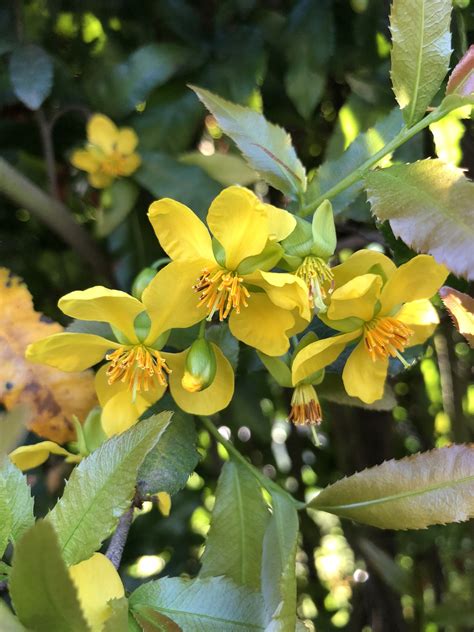 Help Identifying Yellow Flowering Shrub