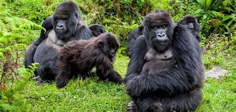 Gorilla Trekking Uganda From Rwanda Gorilla Tour Uganda From Rwanda