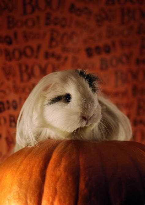 Halloween Guinea Pig Stock Image Image Of Seasonal Pumpkin 296795