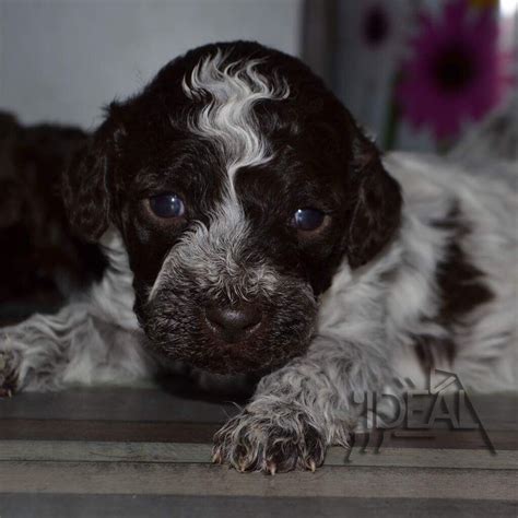 This type of dog is an active working dog, but unlike most other working dogs, the. Lagotto Romagnolo Puppies For Sale | New York, NY #241696