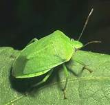 Images of Katydid Insect Control