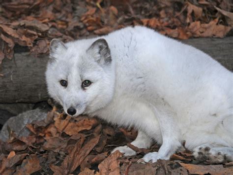 The Online Zoo Arctic Fox