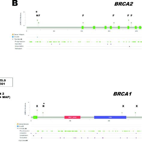 P Or Lp Variants In The Brca12 Genes In Gnomad Eas Population