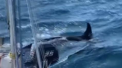 Killer Whales Attack Boats Off Spain And Portugal Watch The