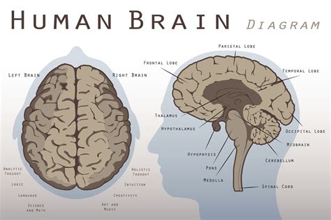 Structure Of Human Brain Anatomy Of The Brain Anatomical Chart