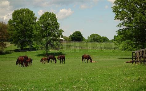 A Beautiful Farm With Horses Grazing In Stock Image Colourbox