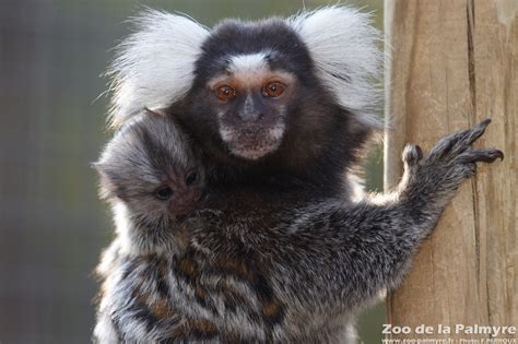 Zoo De La Palmyre Venez Découvrir Le Ouistiti à Toupets Blancs