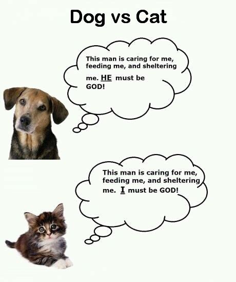 Dog Vs Cat Quotes Jokes And Cute Stuff Pinterest