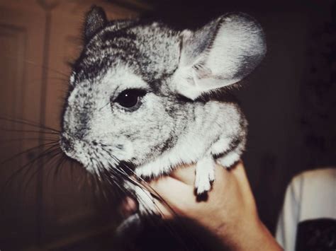 The Different Types Of Chinchilla Breeds Explained Millennial Magazine