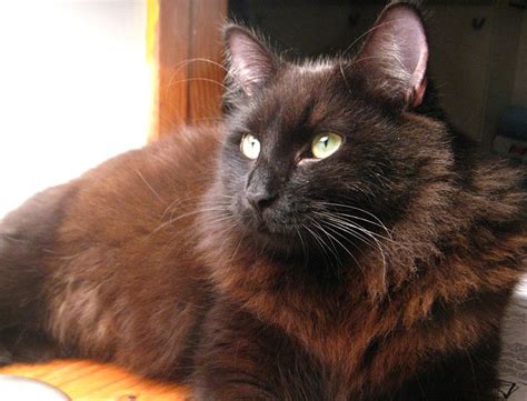 8 Hair Raising Facts About Black Cats Only Awesome Top