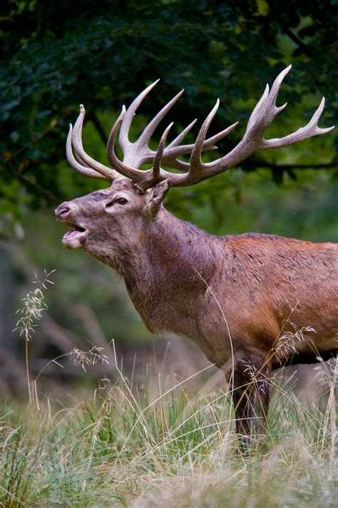 Punnetts Square Could Genes Responsible For Antler Growth Benefit