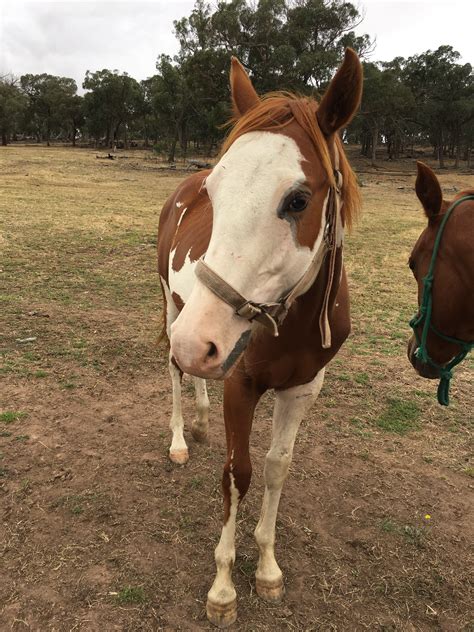 The buckeye morgan horse sale has been in continuous operation since our first successful sale in the spring of 2002. "Show Me The Love" - Other Breeds COLT (Coloured) | Horses ...