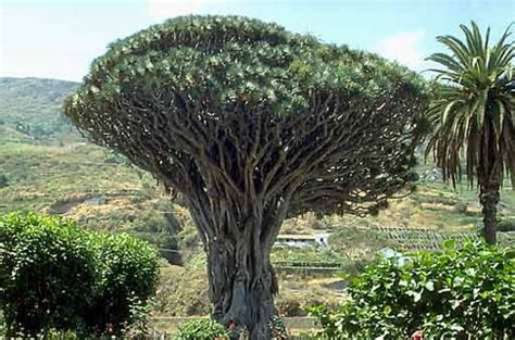 List Of Top 10 Rare And Unusual Trees Most Exotic