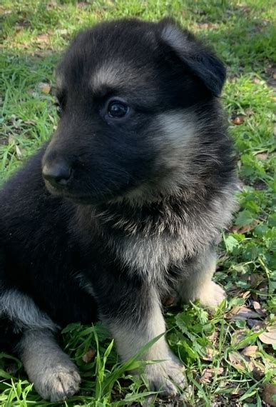 Black And Silver German Shepherd Puppies Everything You Need To Know
