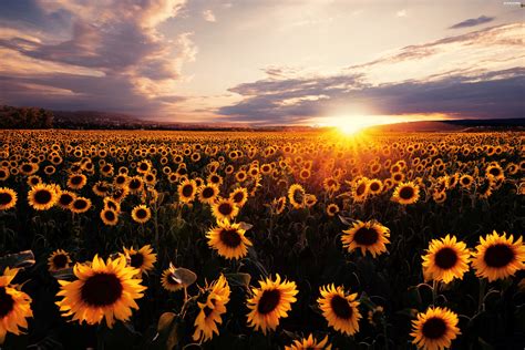 Great Sunsets Nice Sunflowers Clouds Field For Desktop Wallpapers