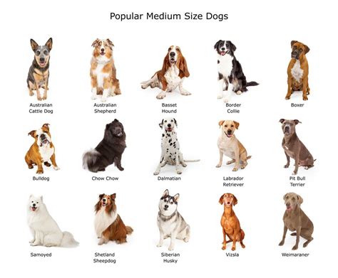 Dog Breed Finder By Picture And Some Related Aspects