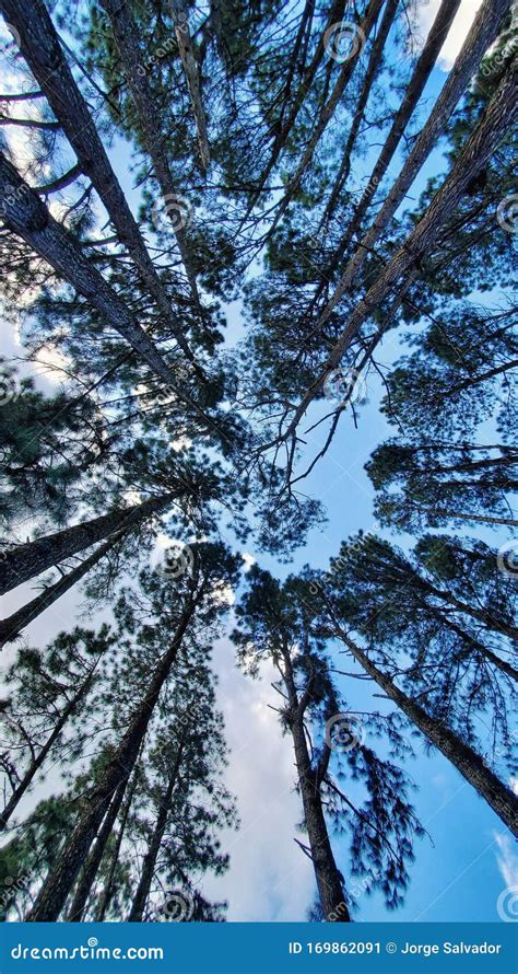 Majestic Pine Trees From Below Stock Image Image Of Think Nature